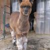 Alpacas love playing in the snow